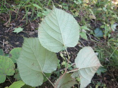 Tilia mandshurica