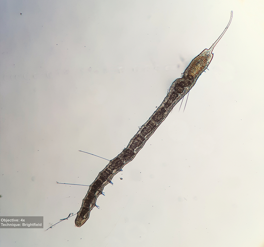 Aquatic Oligochaete Worm