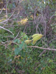 Crotalaria incana