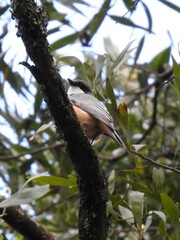 Pachycephala rufiventris