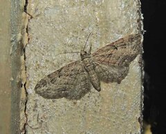 Eupithecia pusillata