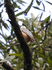 Pachycephala rufiventris