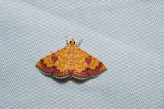 Isocentris filalis