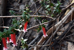 Epacris longiflora