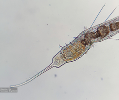 Naididae