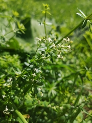 Galium