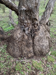 Eucalyptus goniocalyx