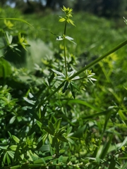 Galium
