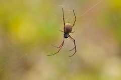 Trichonephila plumipes