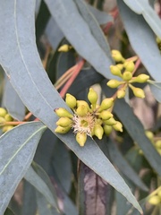 Eucalyptus goniocalyx