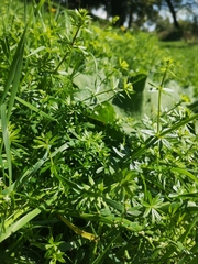 Galium