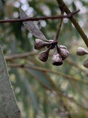 Eucalyptus goniocalyx