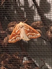 Caripeta angustiorata