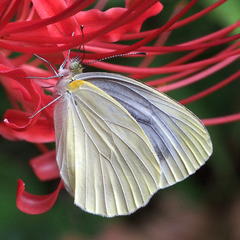 Pieris nesis