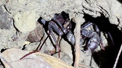 Typopeltis crucifer