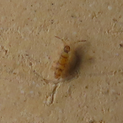 Entomobrya