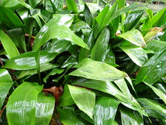 Aspidistra elatior