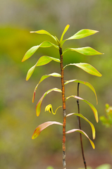Dendrobium steatoglossum