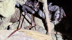 Typopeltis crucifer