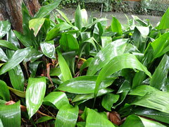 Aspidistra elatior