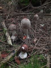 Chlorophyllum rhacodes