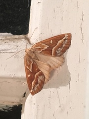 Caripeta angustiorata