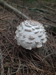 Chlorophyllum rhacodes