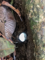 Leucocoprinus cretaceus