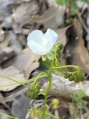 Drosera pallida