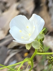 Drosera pallida