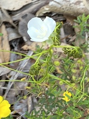 Drosera pallida