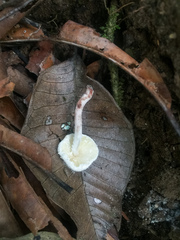 Leucocoprinus cretaceus