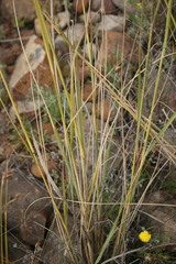 Eragrostis chloromelas