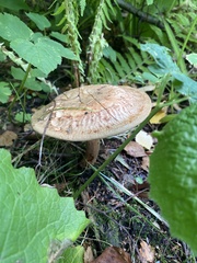 Lactarius deterrimus