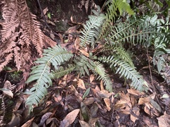 Blechnum