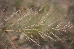 Eragrostis chloromelas