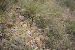Eragrostis chloromelas