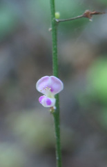 Hylodesmum podocarpum oxyphyllum