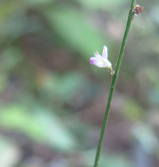 Hylodesmum podocarpum oxyphyllum