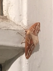 Caripeta angustiorata