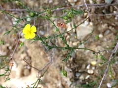 Fumana ericifolia