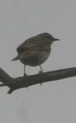 Cincloramphus mathewsi