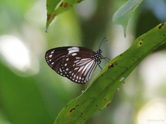 Euploea radamanthus
