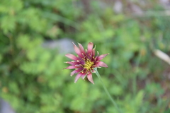 Tragopogon balcanicus