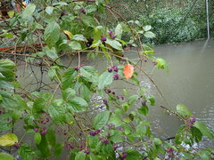 Callicarpa