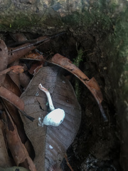 Leucocoprinus cretaceus
