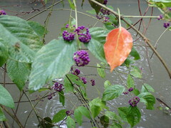 Callicarpa