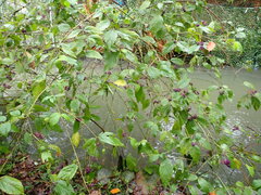 Callicarpa