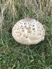 Macrolepiota mastoidea