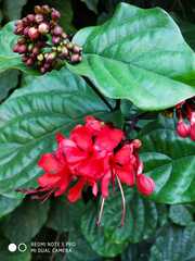 Clerodendrum splendens